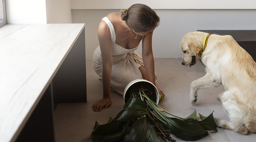 Kuinka pitää koti puhtaana, jos sinulla on lemmikkejä